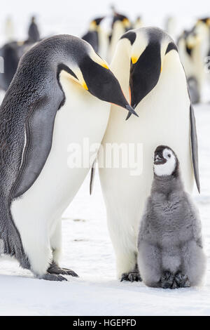 An Emperor Penguin chick engages with parents with crossed beaks Stock Photo
