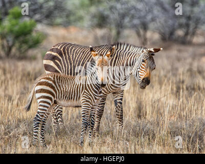 Cape Mountain Zebra mother and foal in Southern African savanna