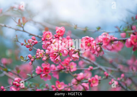 Chaenomeles pink spring flowers, this shrub is also known as the flowering quince. Stock Photo