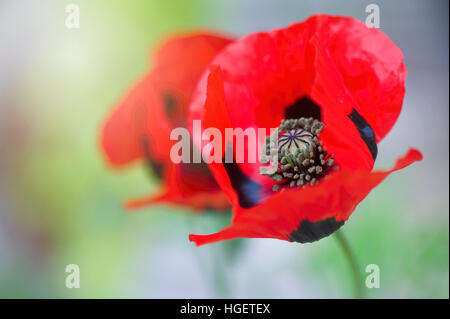 Close-up image of the vibrant red 'Ladybird' Poppy a summer flowering annual plant. Stock Photo