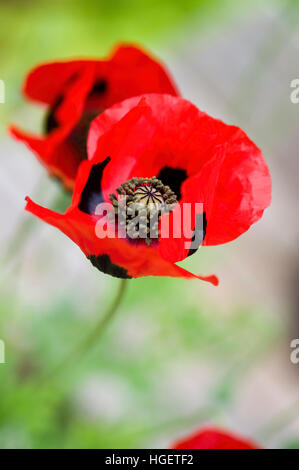 Close-up image of the vibrant red 'Ladybird' Poppy a summer flowering annual plant. Stock Photo