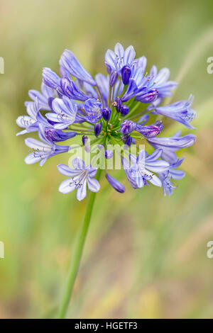 Vibrant blue Agapanthus Flowers in the summer sunshine, also known as African lillies or Lily of the Nile. Stock Photo