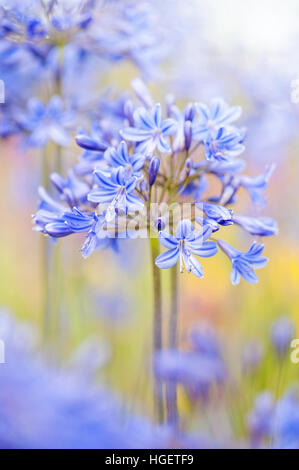 Vibrant blue Agapanthus Flowers in the summer sunshine, also known as African lillies or Lily of the Nile. Stock Photo