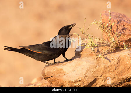 male and Female Tristram's Starling or Tristram's Grackle (Onychognathus tristramii). Photographed in Israel, Dead Sea, in November Stock Photo