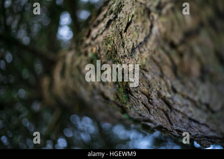 Detailed closeup of tree trunk looking upwards towards blurred leaves and blue sky Stock Photo