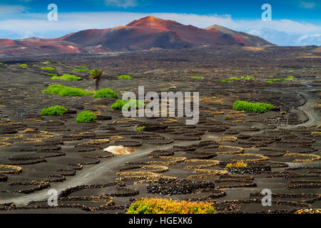 Vines growing in volcanic lapilli. La Geria region. Lanzarote, Canary Islands, Atlantic Ocean, Spain. Stock Photo