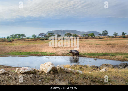 Hippo next to our camp, Africa, safari Stock Photo