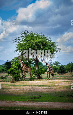 Africa wildlife, safari Stock Photo