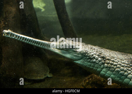 The gharial, Gavialis gangeticus, also known as the gavial Stock Photo
