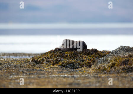 Eurasian otter (Lutra lutra) sitting on a rock Stock Photo