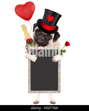 cute pug puppy dog wearing top hat with valentine's heart, holding champagne bottle, red rose and blank blackboard sign, isolated on white background Stock Photo