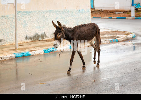 Donkey in Morocco is the most common working animals. Stock Photo