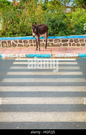 Donkey in Morocco is the most common working animals. Stock Photo