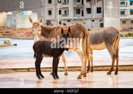 Donkey in Morocco is the most common working animals. Stock Photo