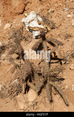 An archangel image placed in a cactus plant on the side of a road in New Mexico, NM, USA. Stock Photo
