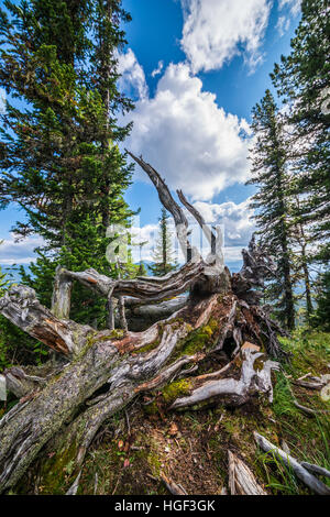 Old tree trunk in autimn mountains Stock Photo - Alamy