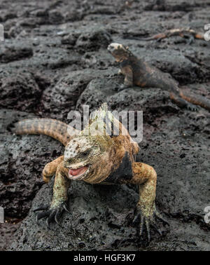 A male of Galapagos Marine Iguana resting on lava rocks (Amblyrhynchus cristatus). The marine iguana on the black stiffened lava.  Galapagos Islands.  Stock Photo