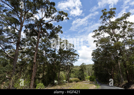 Tall eucaliptus trees, also called gumtrees, in Yandina hinterland, Queensland, Australia Stock Photo