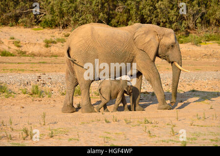 African bush elephants (Loxodonta africana), rare namibian desert elephants, cow and calf, Hoarusib River, Namib Desert Stock Photo