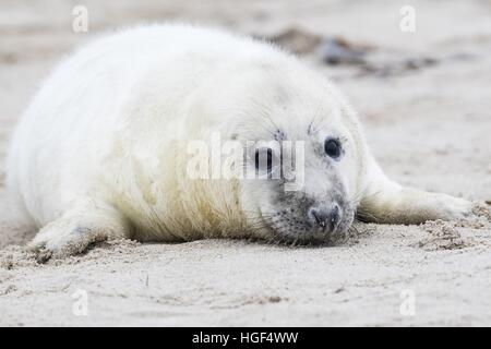 Gray seal (Halichoerus grypus), pup, Heligoland, Schleswig-Holstein, Germany Stock Photo