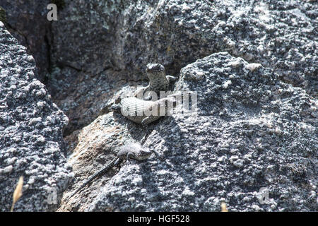 Cunningham's Skink in Kosciuszko National Park Stock Photo