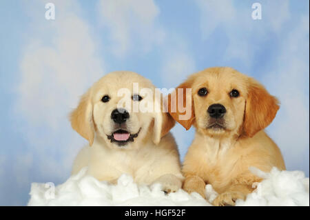 Golden Retriever puppies, 8 weeks, lying on cotton, cloudy sky background Stock Photo