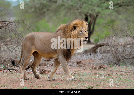 Lion (Panthera leo), adult male walking, Kruger National Park, South Africa Stock Photo