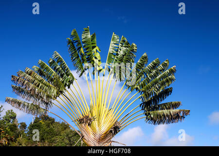 Ravenala palm called also travelers tree, the  symbol of Madagascar Stock Photo