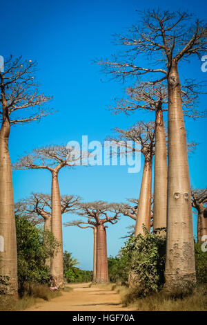 Famous Avenida de Baobab near Morondava in Madagascar Stock Photo