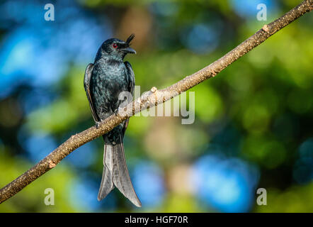 Crested Drongo (Dicrurus forficatus) in the Andasibe-Mantadia National Park, Madagascar Stock Photo