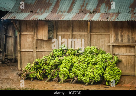 Big bunch of bananas on sale in the market in village in Madagascar Stock Photo