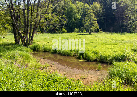 Bavarian Forest, spring summer, green meadows hill trees flowers flowers neat clean. Breathe. Fresh air, holiday, region, touris Stock Photo