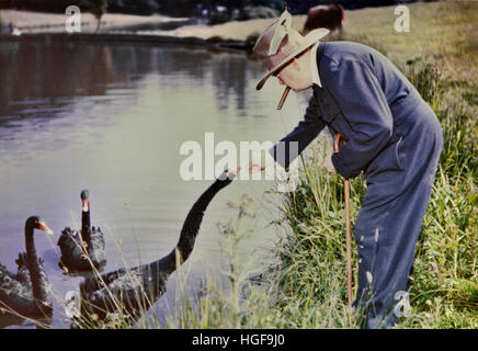 Winston Churchill feeding the black swans at Chartwell, a gift from the people of Western Australia. 1950. Stock Photo