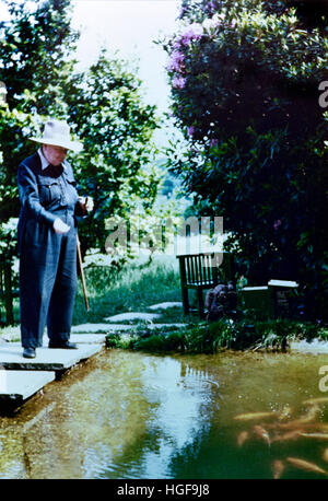 Color photograph of Winston Churchill feeding the goldfish at Chartwell.1950. Stock Photo