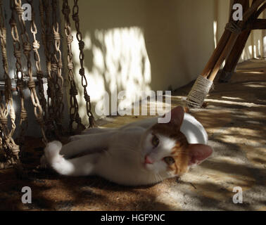 Young Greek cat lounging in dappled sunlight in Corfu Greece Stock Photo