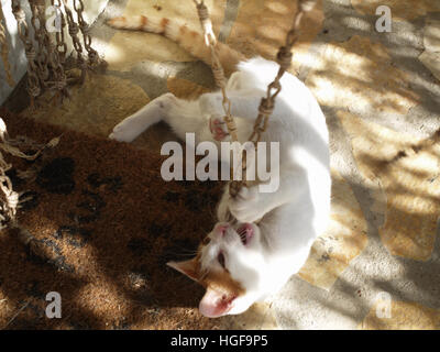 Young Greek cat playing in dappled sunlight in Corfu Greece Stock Photo
