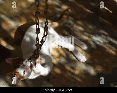 Young Greek cat playing in dappled sunlight in Corfu Greece Stock Photo