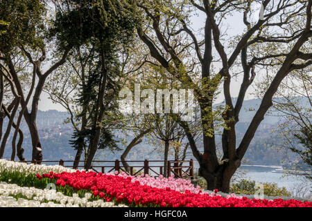 The Emirgan Park  is a historical urban park located at the Emirgan neighbourhood in the Sariyer district of Istanbul, Turkey, on the European coast of the Bosphorus. It is one of the largest public parks in Istanbul.The Emirgan Park is closely associated with the tulip, the traditional flower, which gave its name to an era (1718-1730) of the Ottoman Empire. Stock Photo