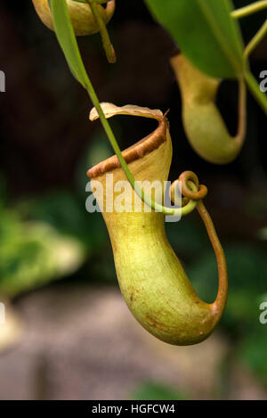 pitcher plant, nepenthes genus Stock Photo