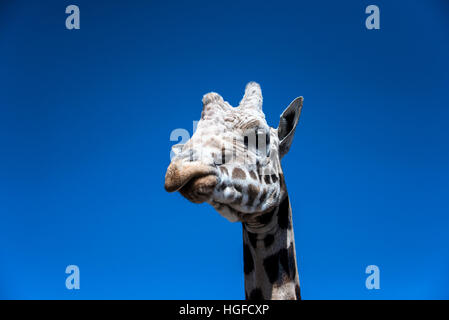 reticulated giraffe