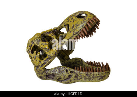 Skull of a tyrannosaurus rex on white background Stock Photo