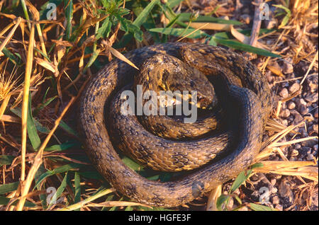 Viperine water snake, Natrix maura, Stock Photo