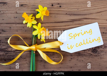 Yellow Narcissus, Label, Text Spring Is Calling Stock Photo