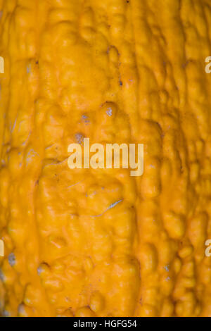 Close Up Texture of Gourd Background Image Stock Photo