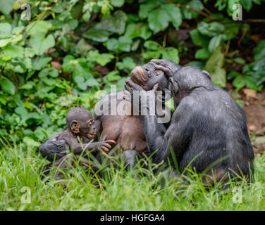 Bonobos in natural habitat on Green natural background. The Bonobo ( Pan paniscus), called the pygmy chimpanzee. Democratic Republic of Congo. Africa Stock Photo