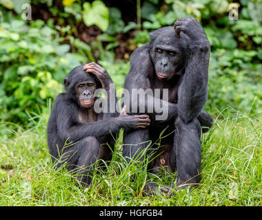 Bonobos in natural habitat on Green natural background. The Bonobo ( Pan paniscus), called the pygmy chimpanzee. Democratic Republic of Congo. Africa Stock Photo