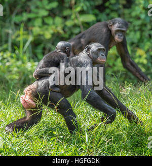 Close up Portrait of Bonobo Cub on the mother's back. Green natural background. Bonobo ( Pan paniscus),  pygmy chimpanzee Stock Photo