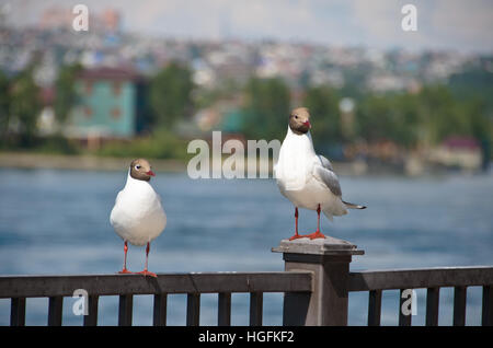 Black-headed Gull can be closely seen in Irkutsk. Stock Photo