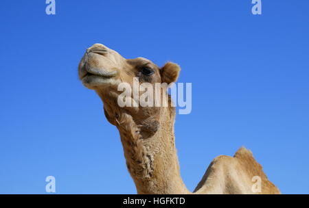 Camel portrait, Janabiya camel farm, Kingdom of Bahrain Stock Photo