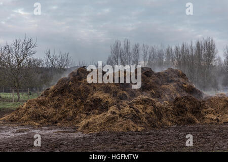 Horse Manure Pile Stock Photo